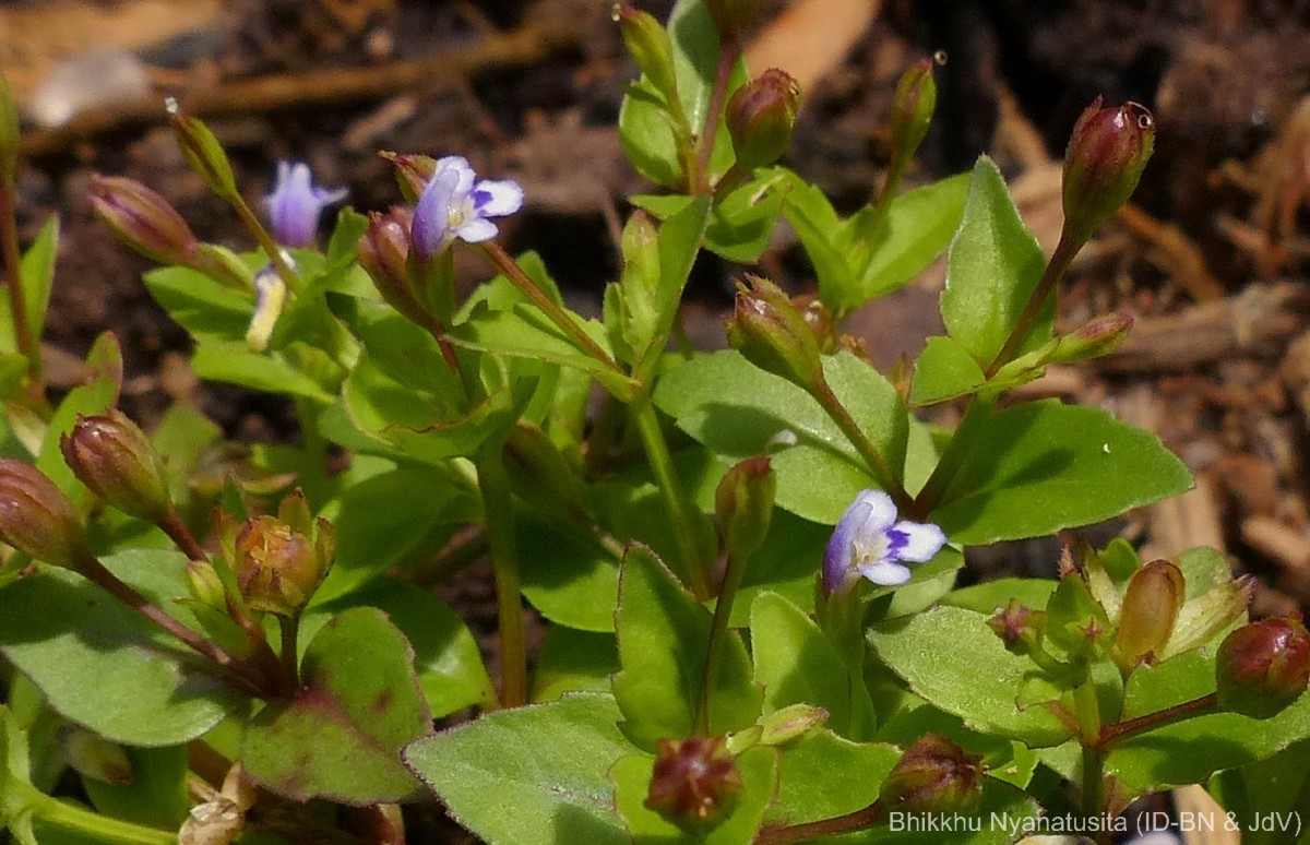 Torenia crustacea (L.) Cham. & Schltdl.